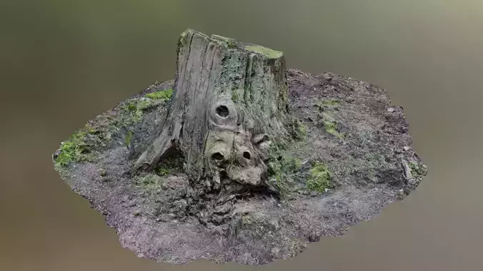 Tree Stump 001