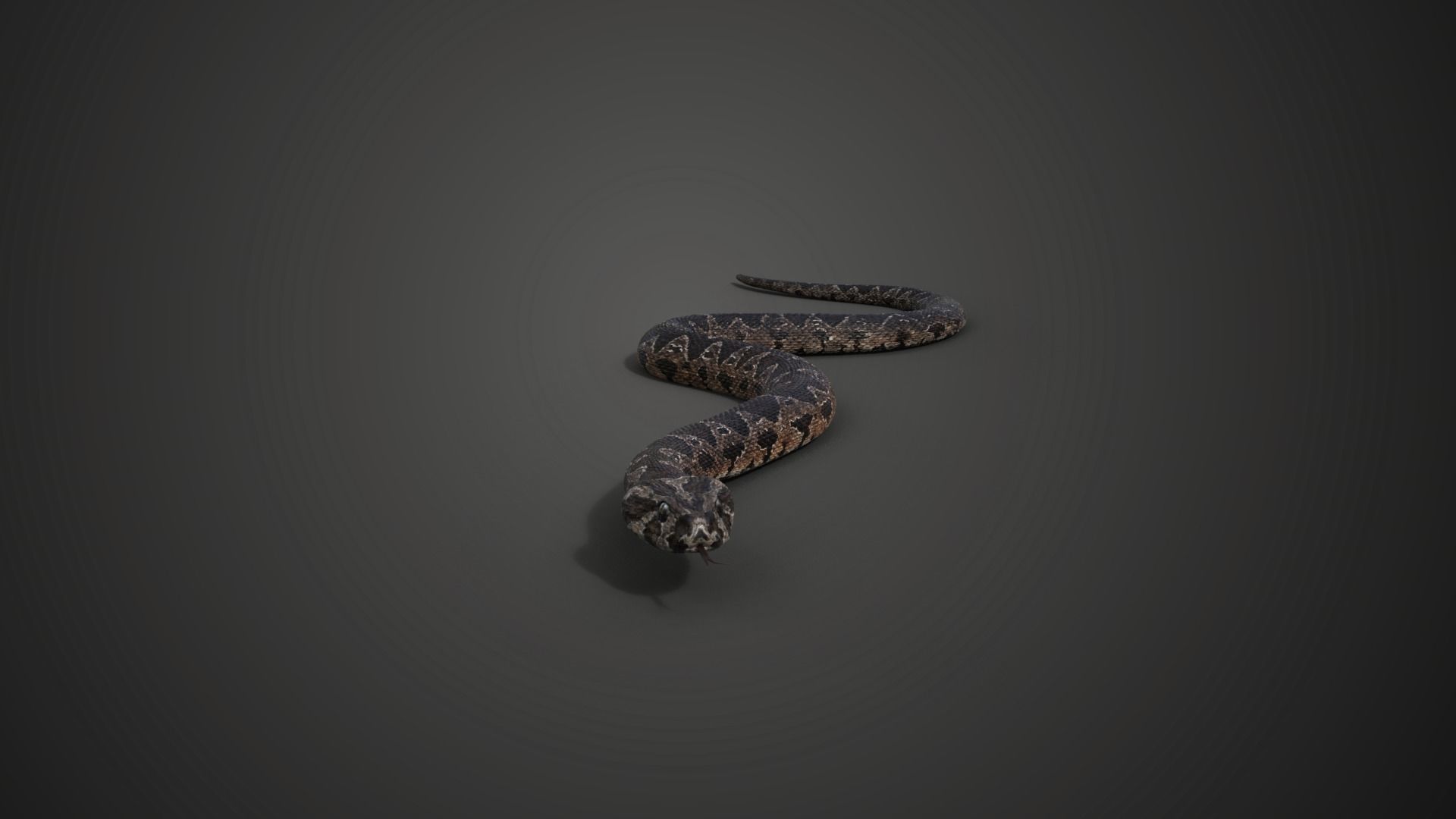 Palestine viper Animated VFX Grace 3D model_4