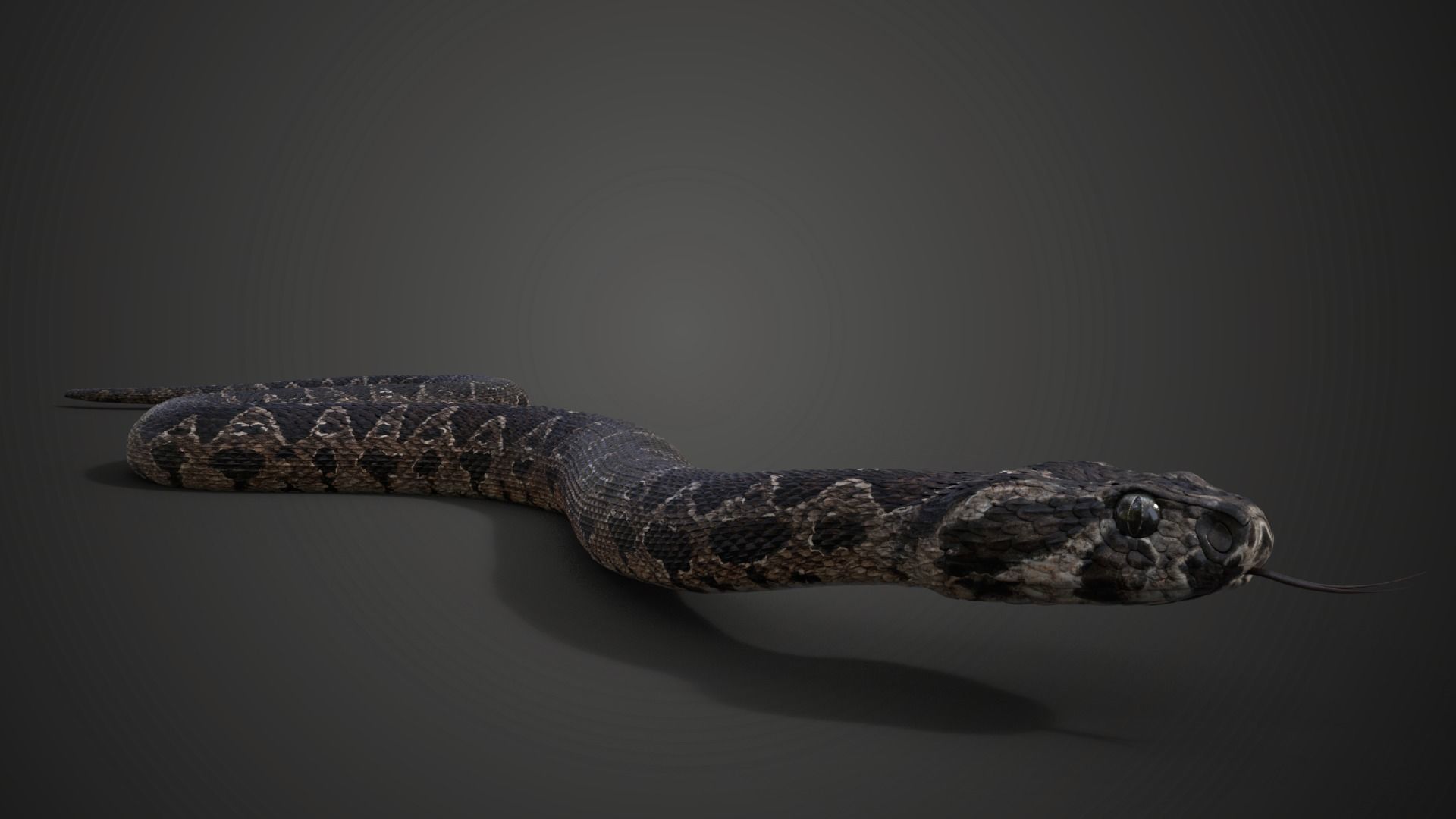 Palestine viper Animated VFX Grace 3D model_9