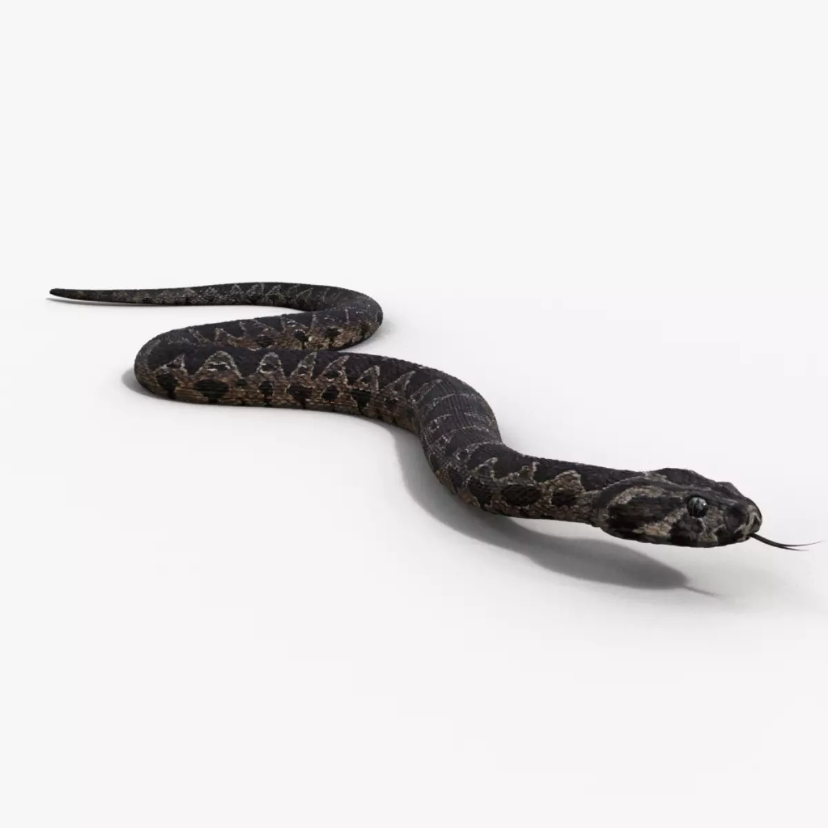 Palestine viper Animated VFX Grace 3D model_0