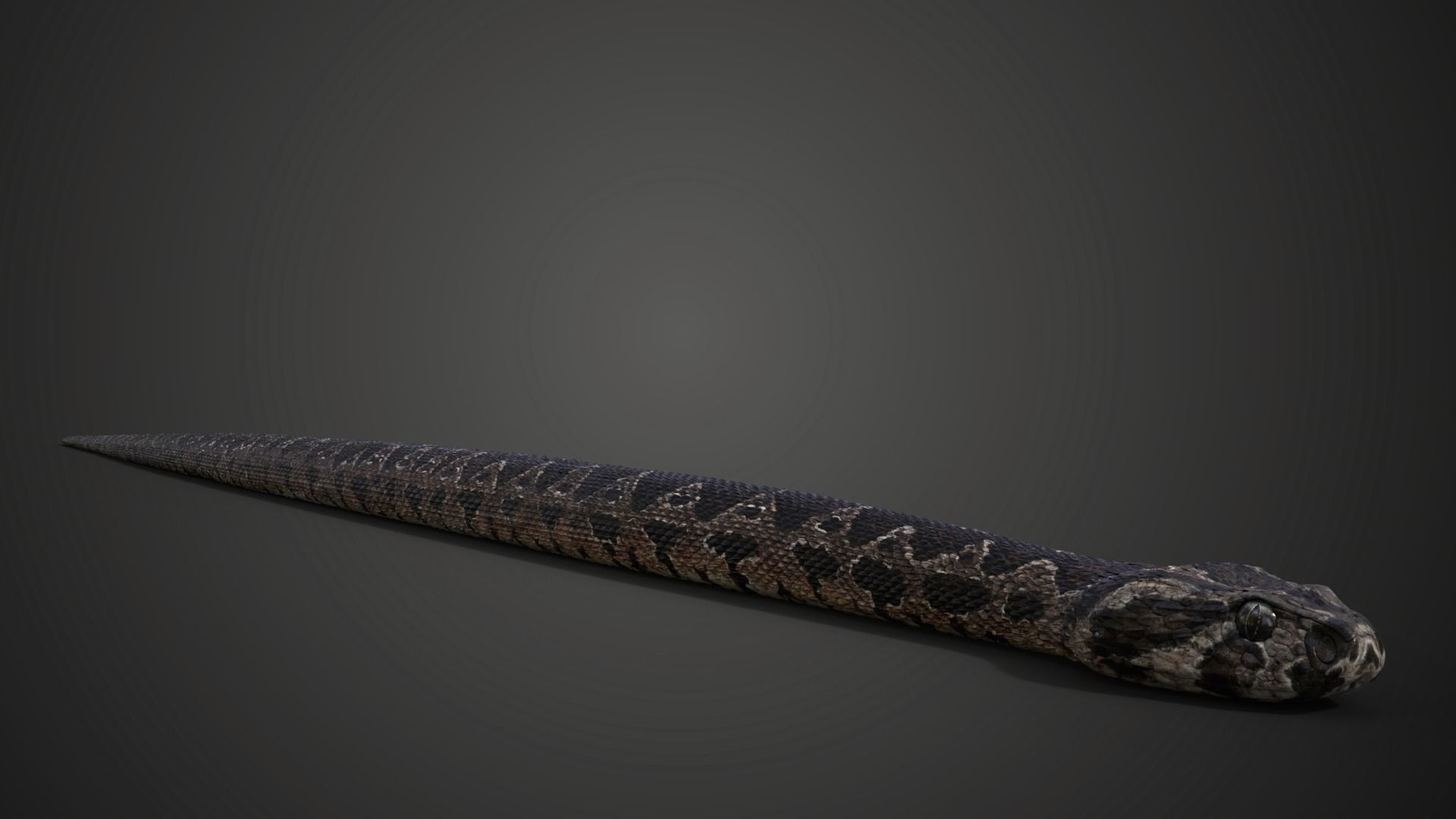 Palestine viper Animated VFX Grace 3D model_3