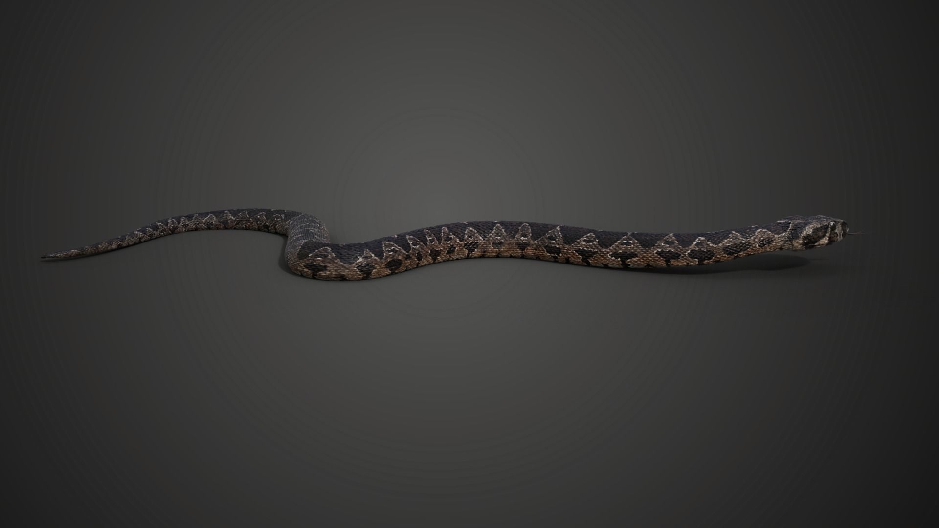 Palestine viper Animated VFX Grace 3D model_6