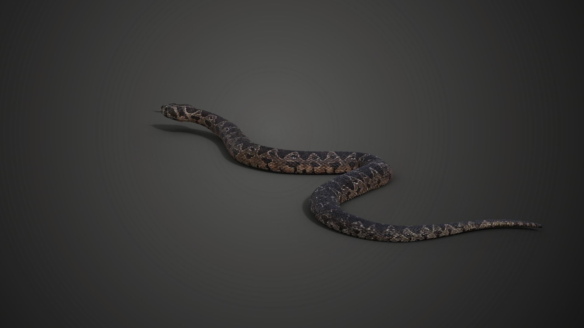 Palestine viper Animated VFX Grace 3D model_7