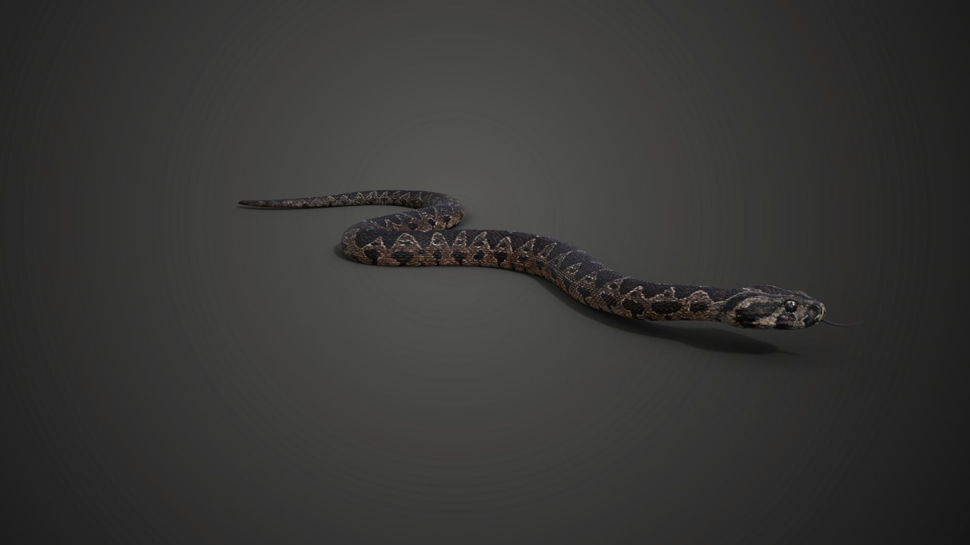 Palestine viper Animated VFX Grace 3D model_5