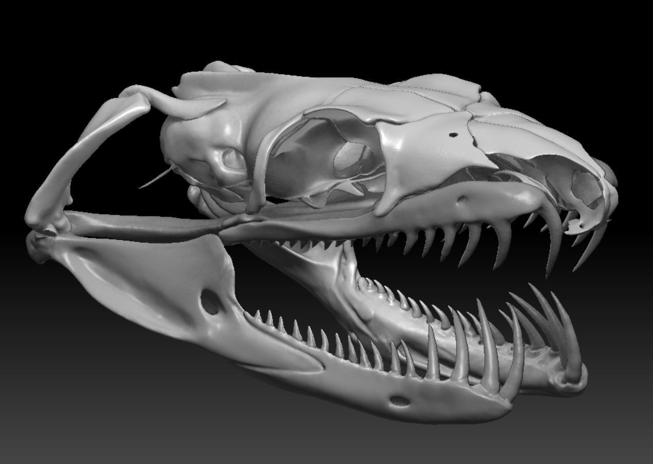 Python Skeleton Snake Lamp Decoration Scanned Printable replicas 3D print model_9