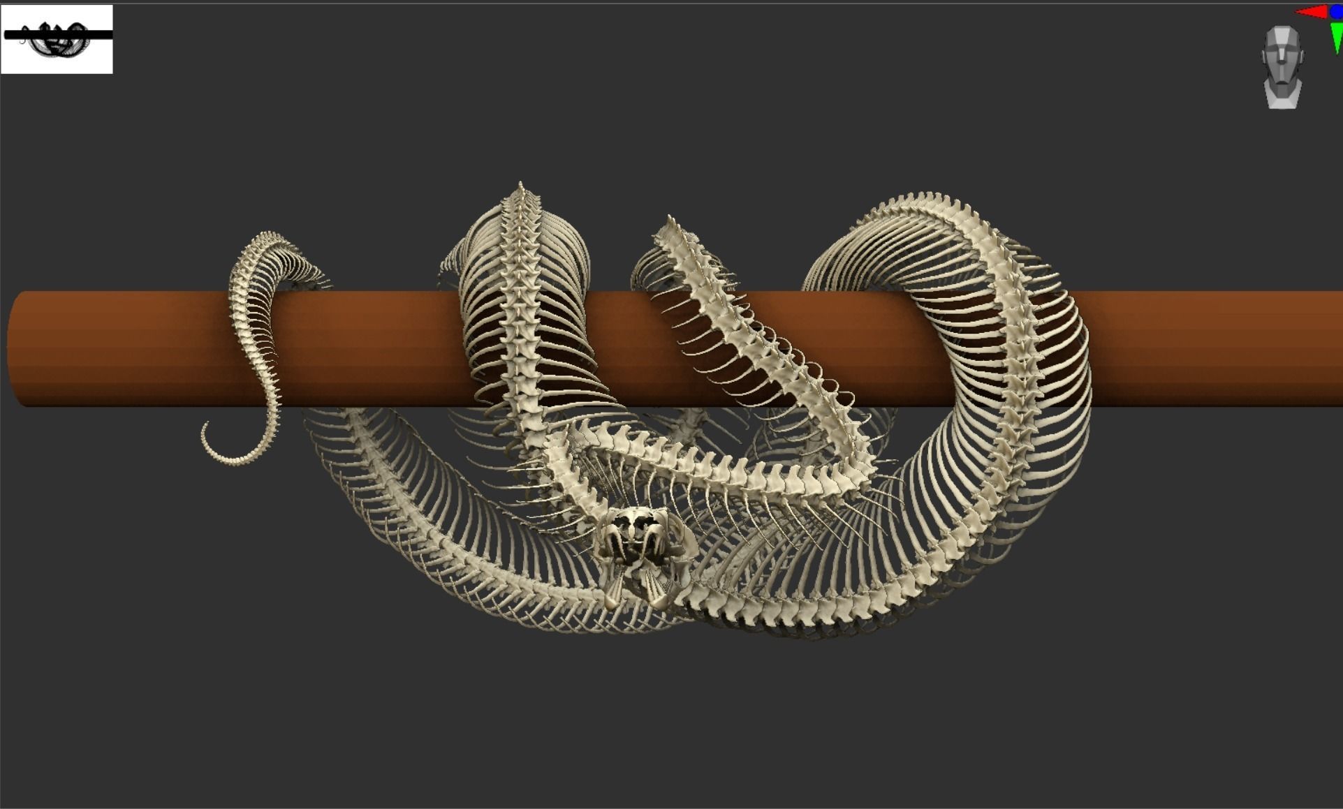 Python Skeleton Snake Lamp Decoration Scanned Printable replicas 3D print model_5