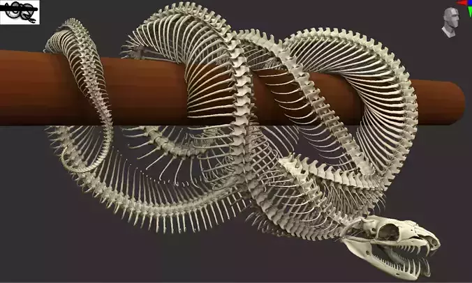 Python Skeleton Snake Lamp Decoration Scanned Printable replicas 3D print model