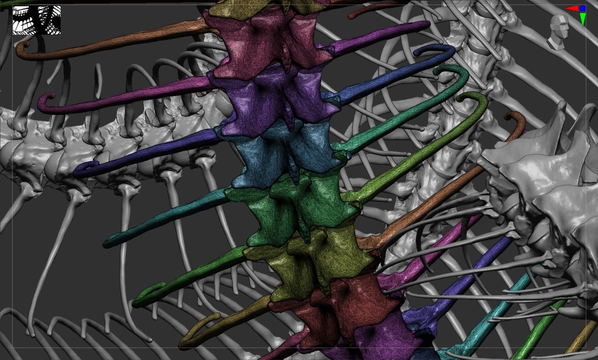 Python Skeleton Snake Lamp Decoration Scanned Printable replicas 3D print model_7