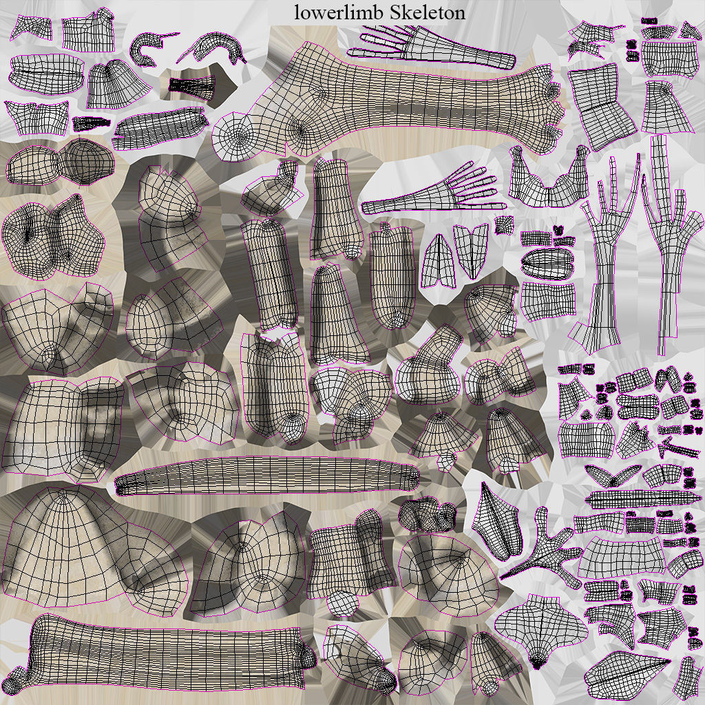 Human Musculoskeletal System 3D model_46