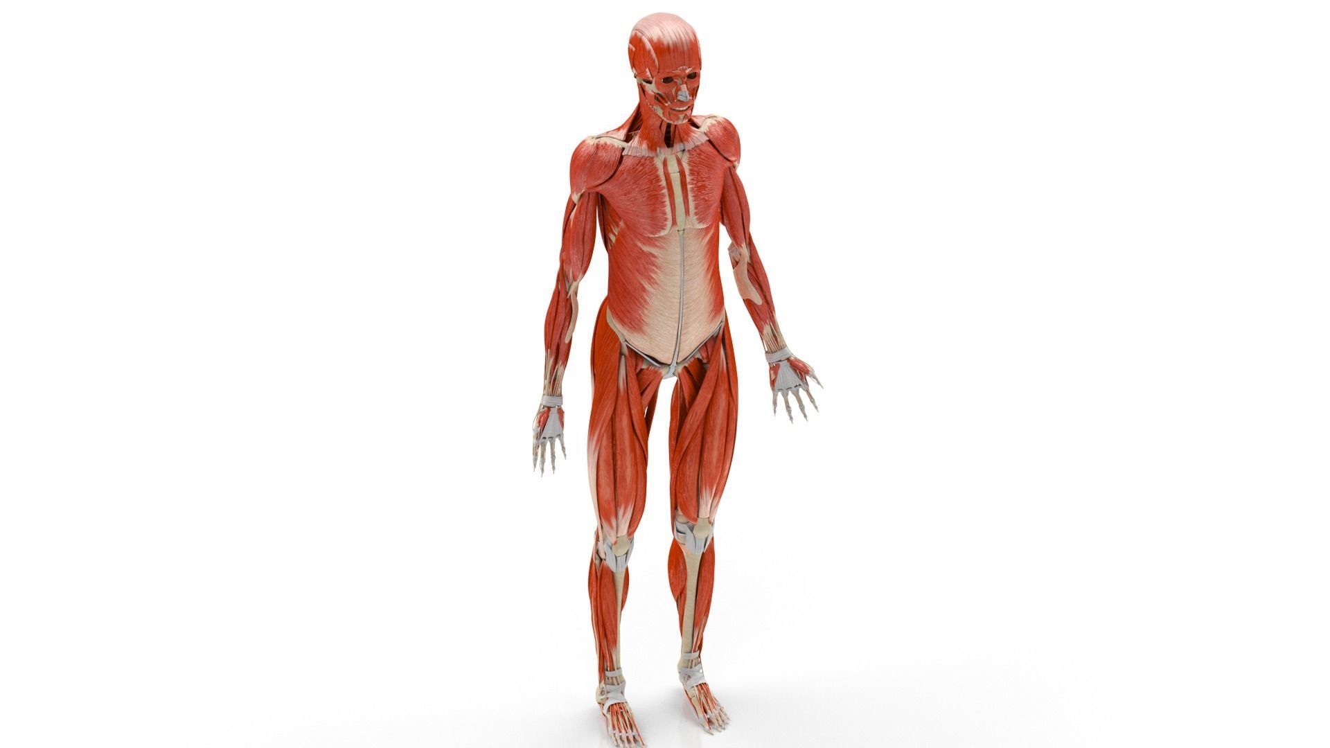 Human Musculoskeletal System 3D model_17