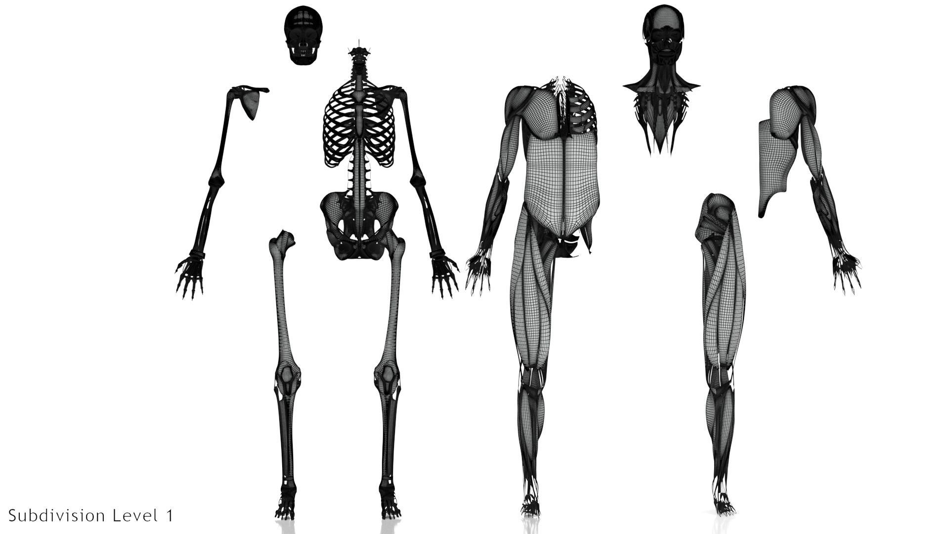 Human Musculoskeletal System 3D model_44