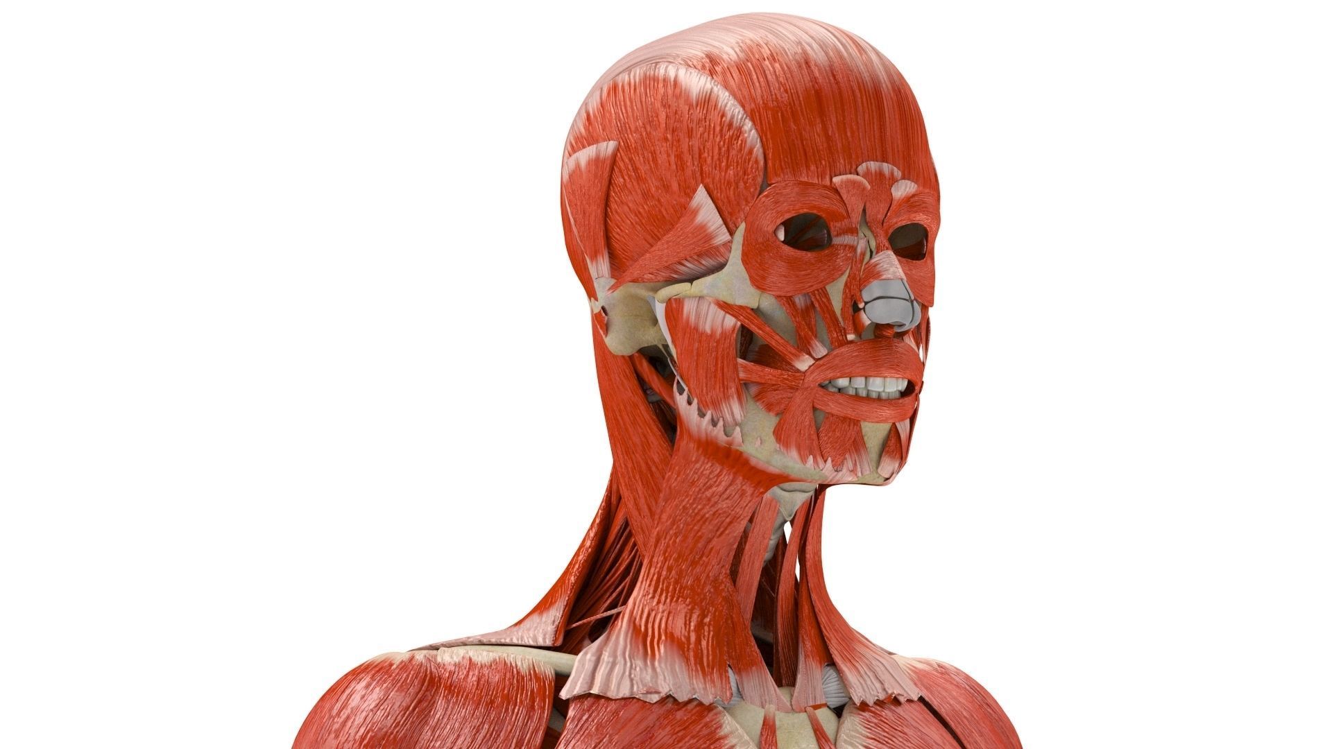 Human Musculoskeletal System 3D model_9