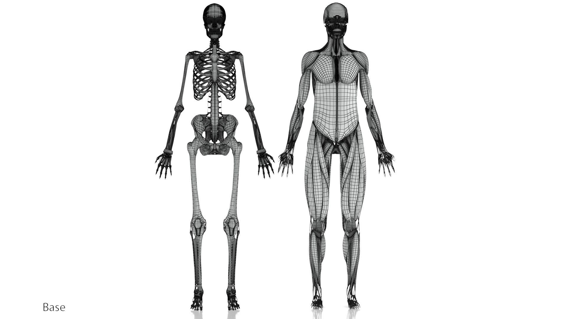Human Musculoskeletal System 3D model_41