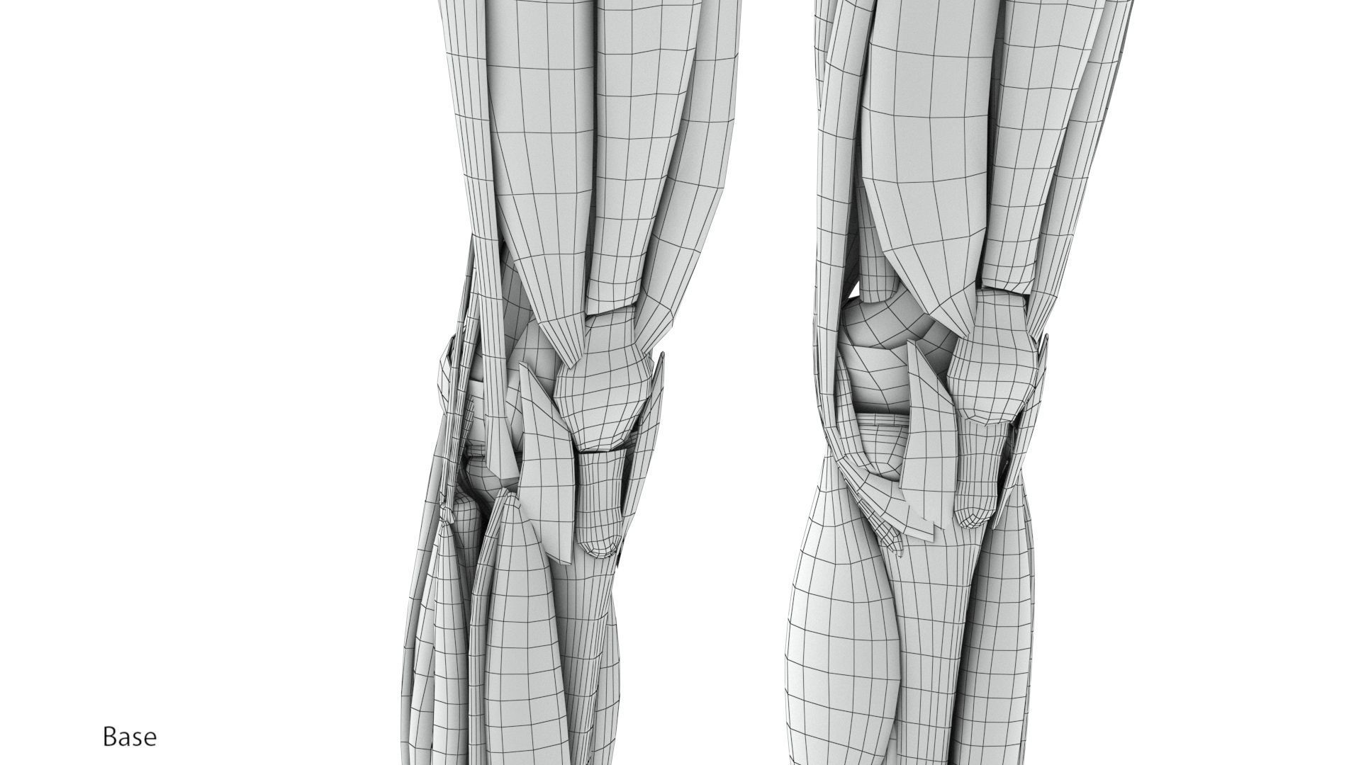 Human Musculoskeletal System 3D model_37
