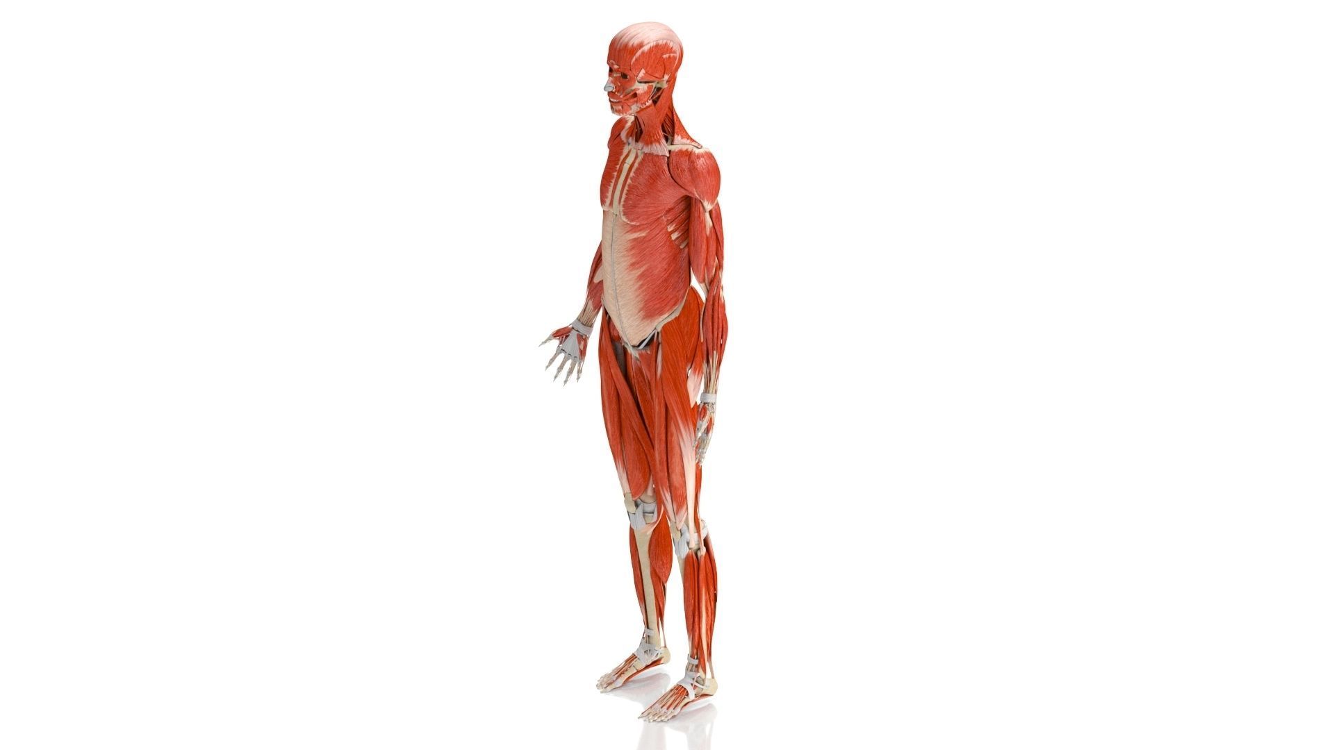 Human Musculoskeletal System 3D model_6