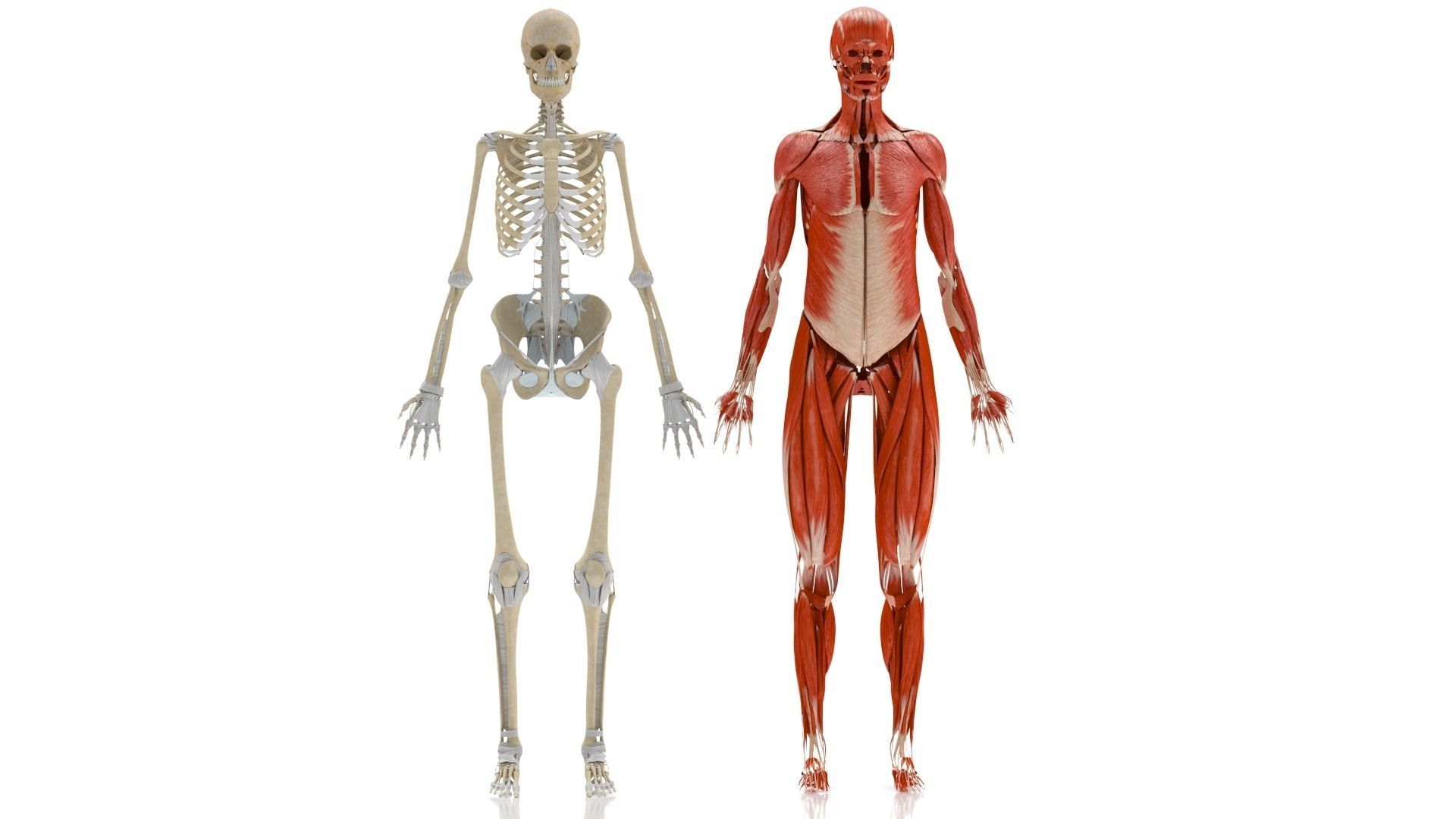 Human Musculoskeletal System 3D model_14