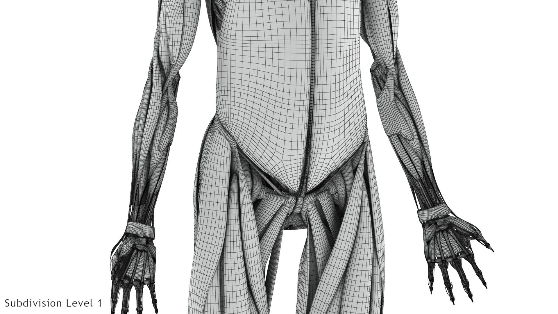 Human Musculoskeletal System 3D model_36