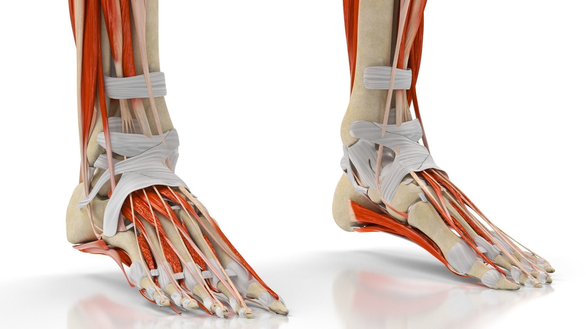 Human Musculoskeletal System 3D model_13