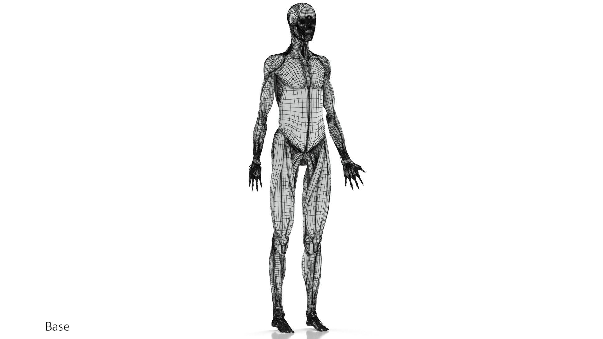 Human Musculoskeletal System 3D model_21