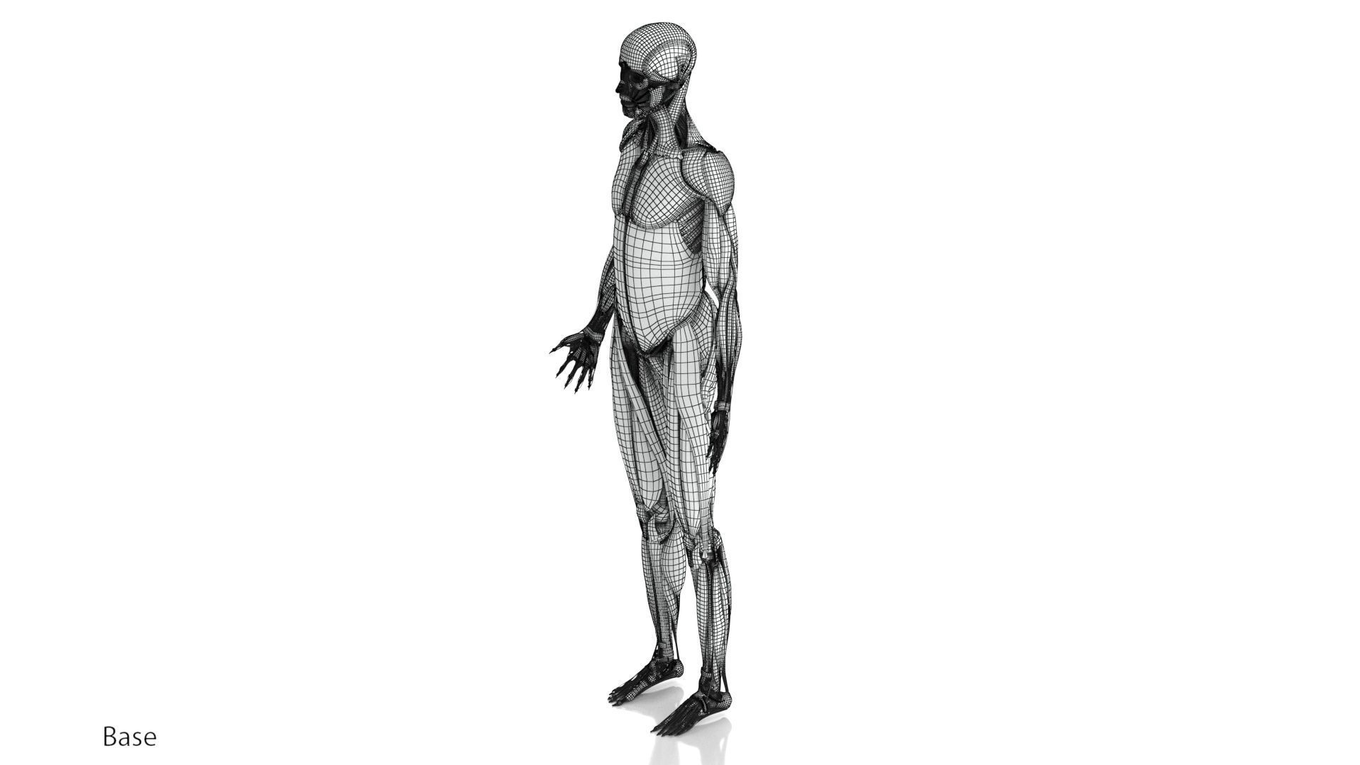 Human Musculoskeletal System 3D model_25