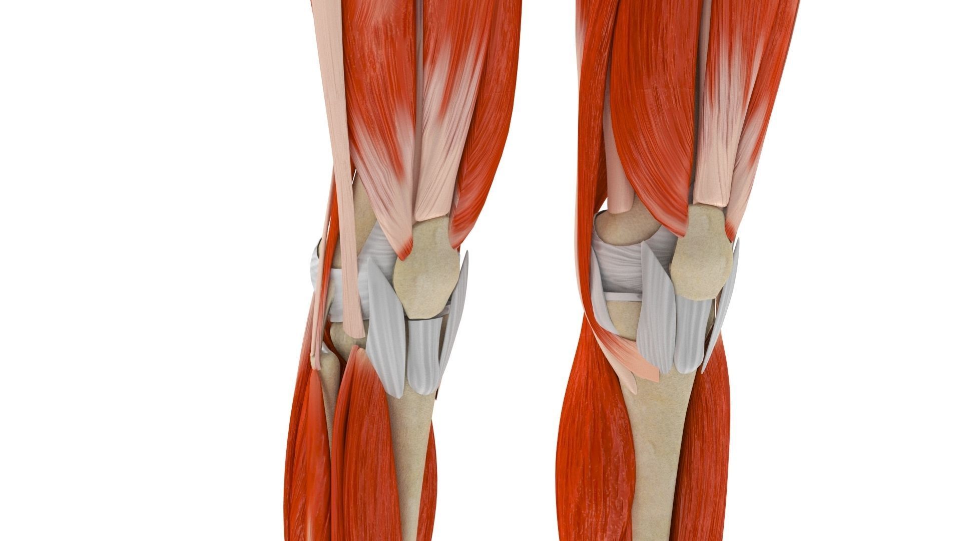 Human Musculoskeletal System 3D model_12