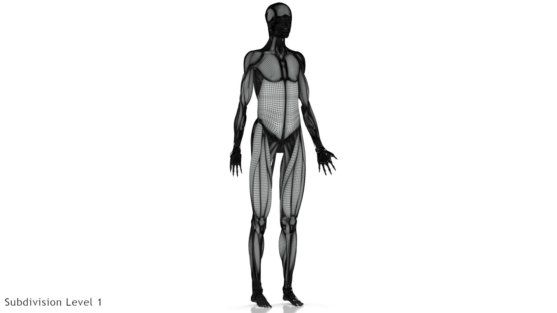 Human Musculoskeletal System 3D model_22