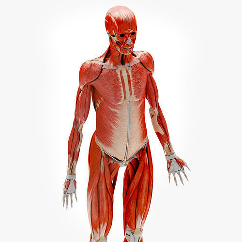 Human Musculoskeletal System 3D model