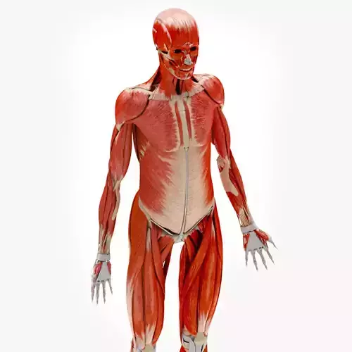 Human Musculoskeletal System 3D model