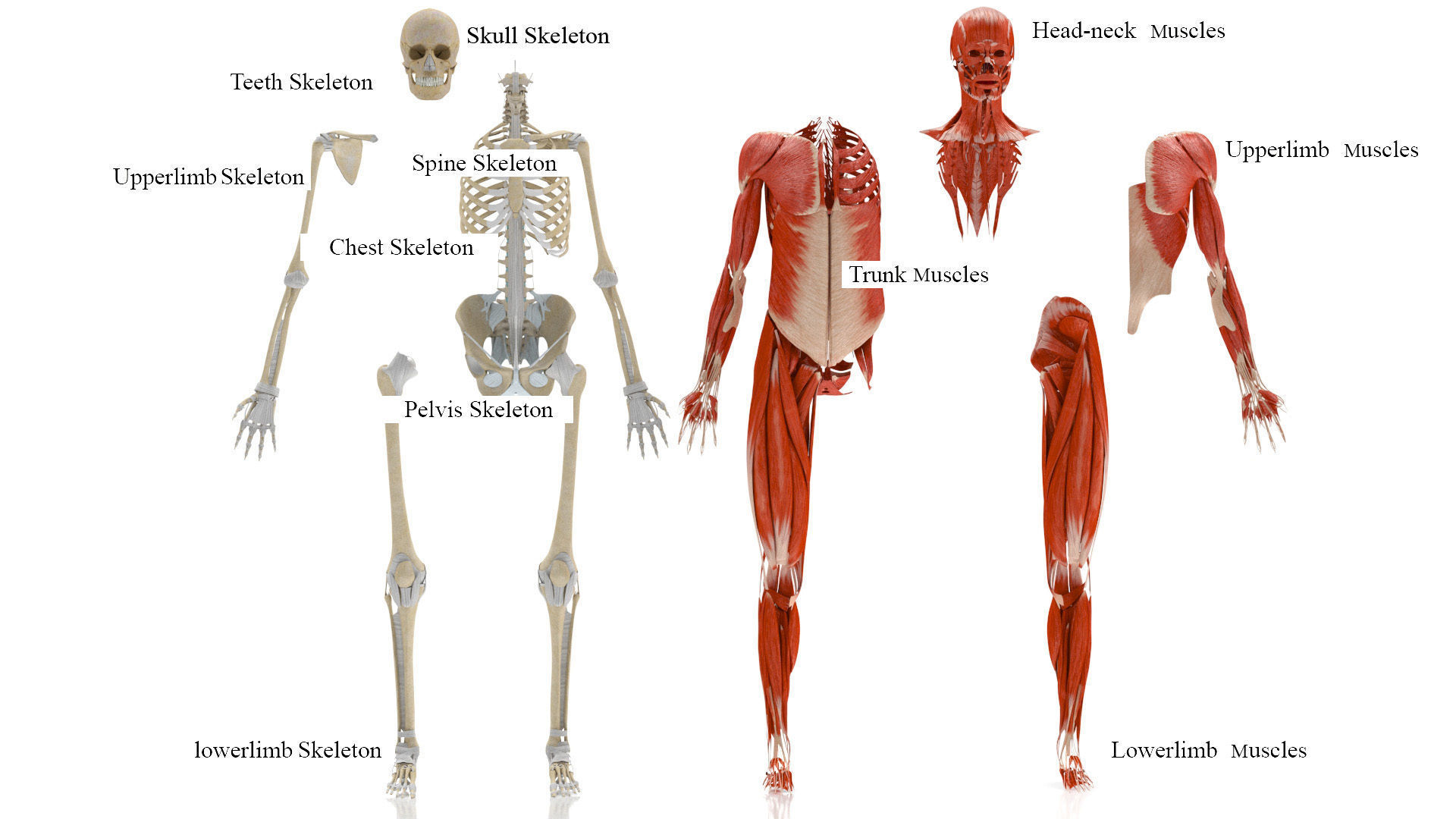 Human Musculoskeletal System 3D model_15