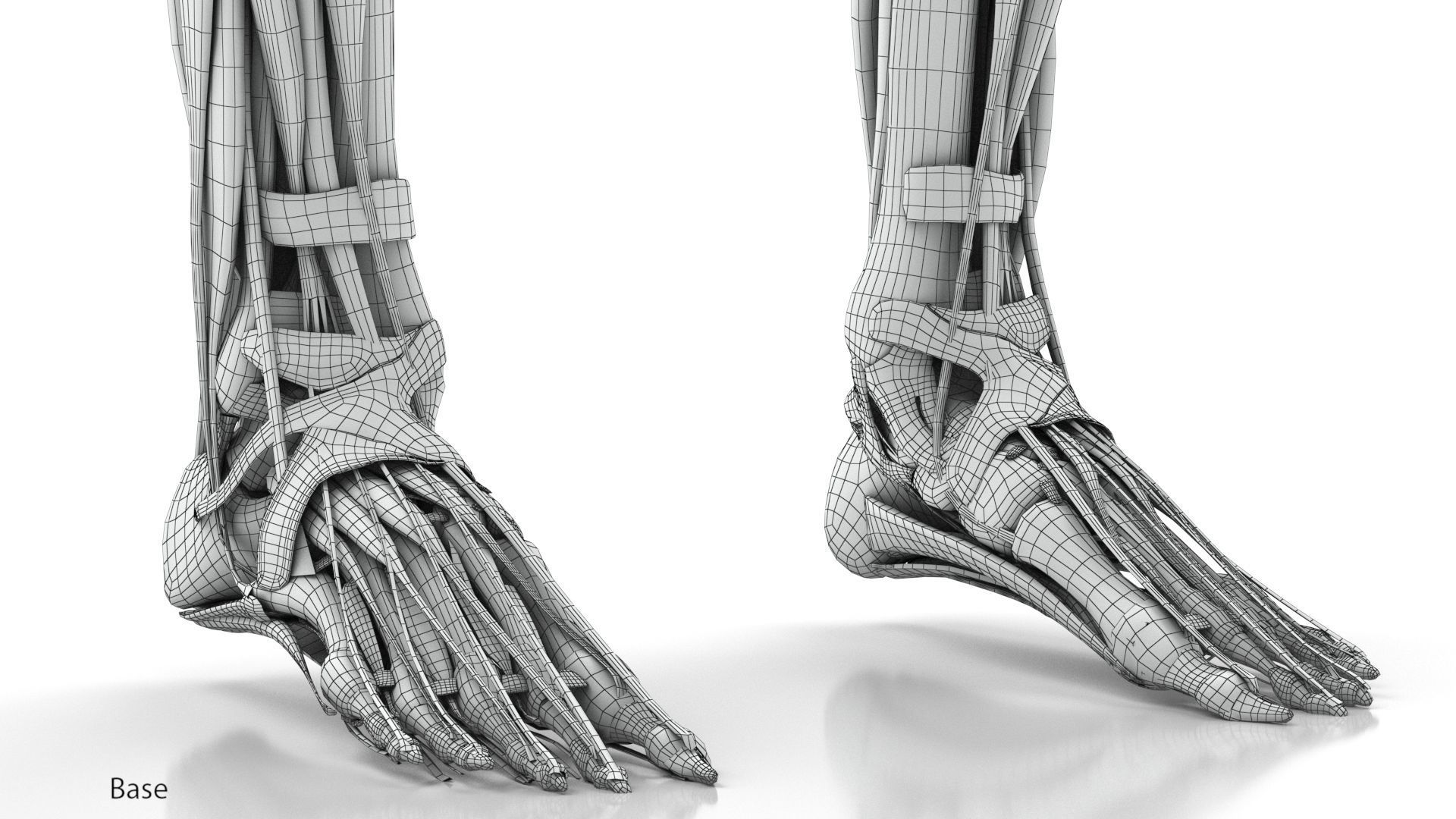 Human Musculoskeletal System 3D model_39