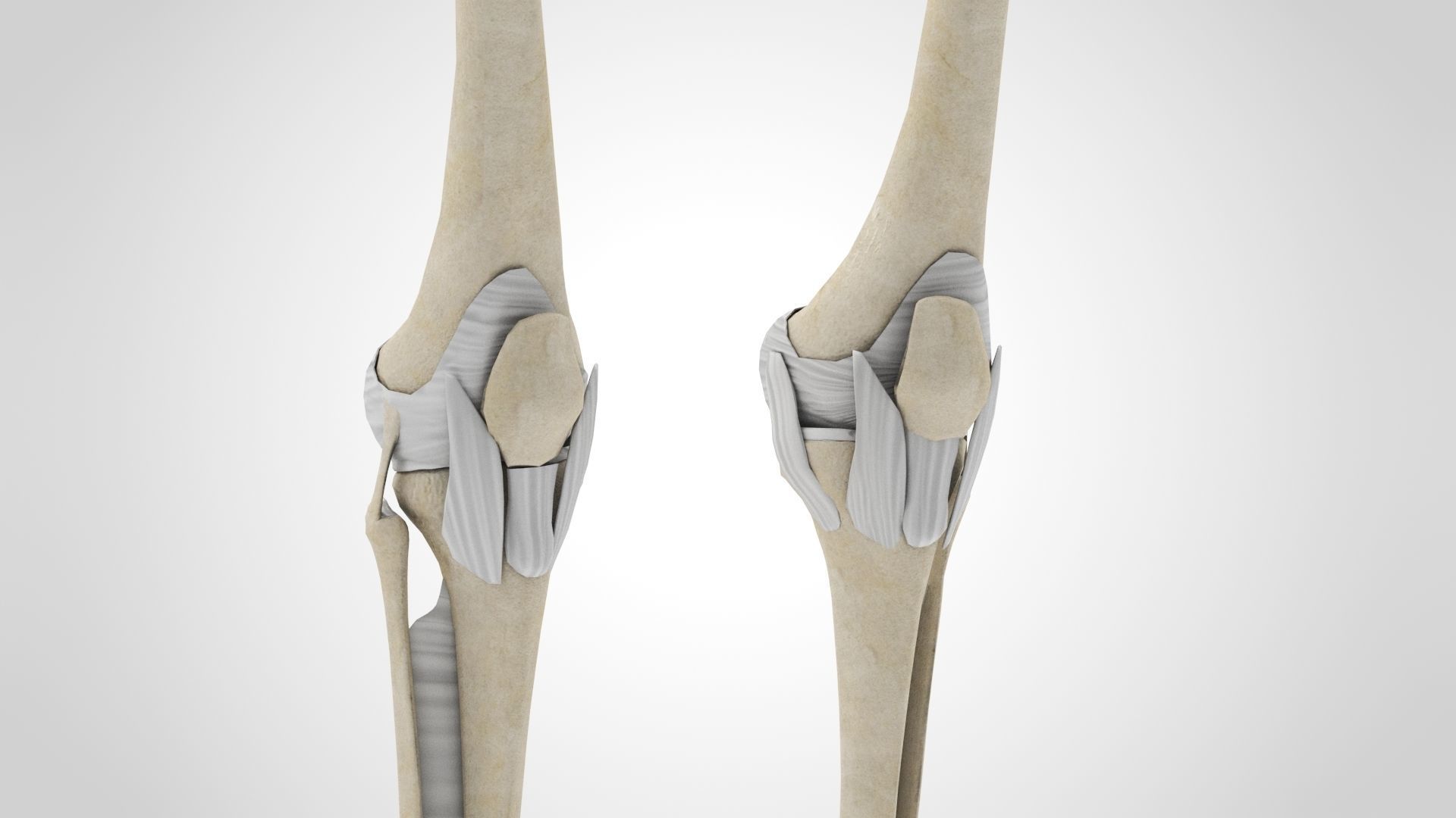 Human Musculoskeletal System 3D model_51