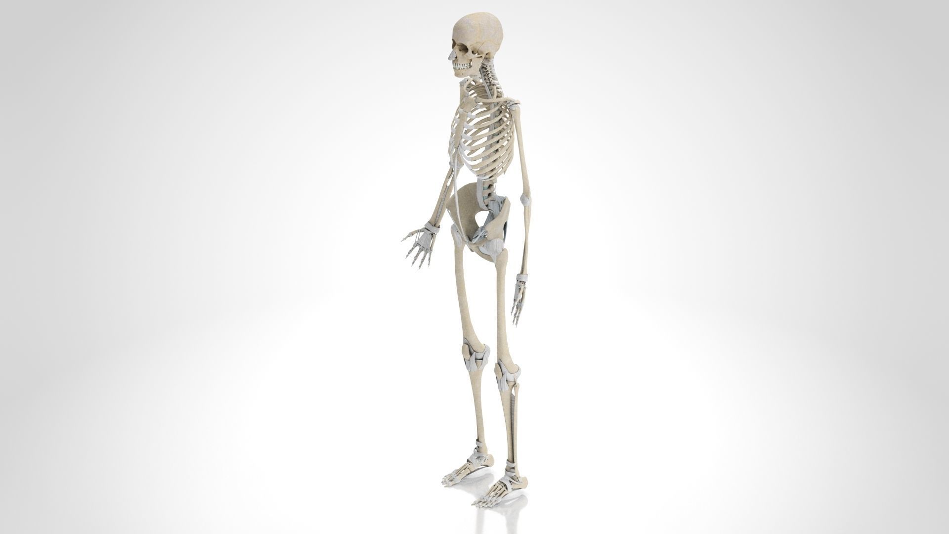 Human Musculoskeletal System 3D model_52