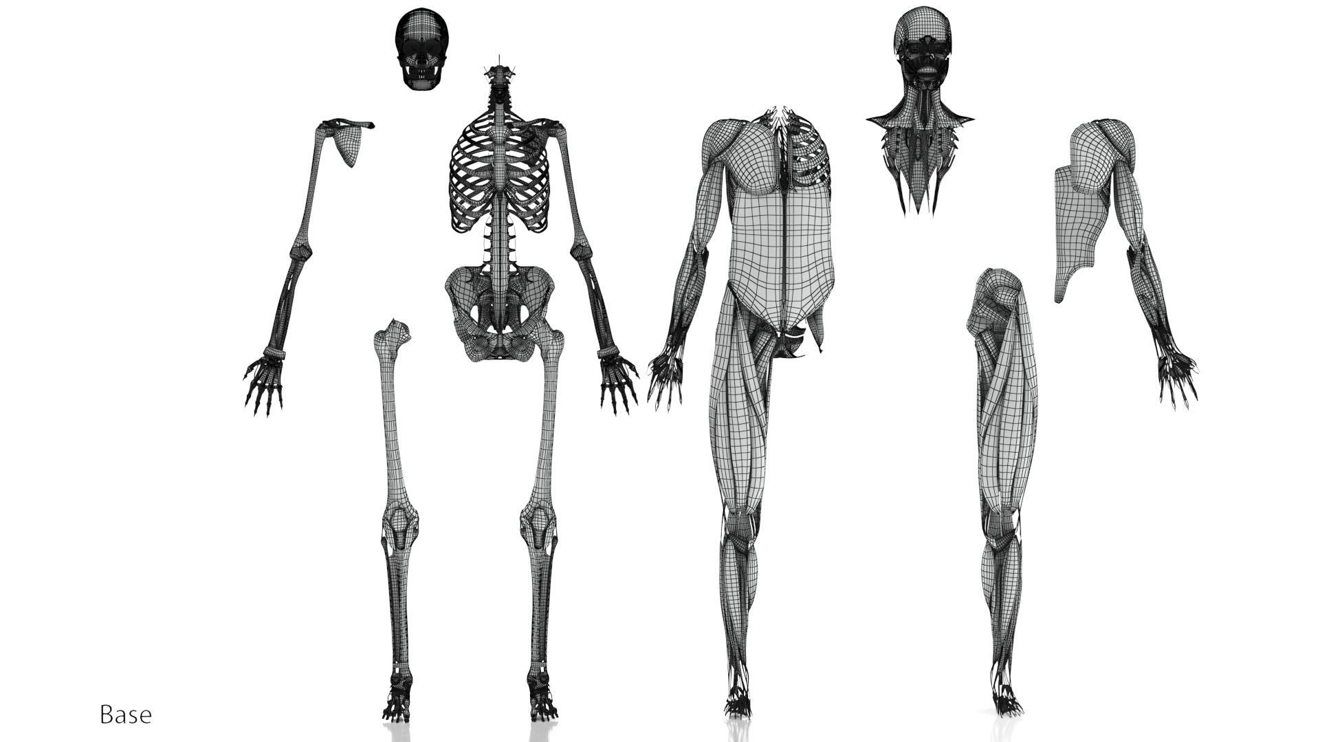 Human Musculoskeletal System 3D model_43