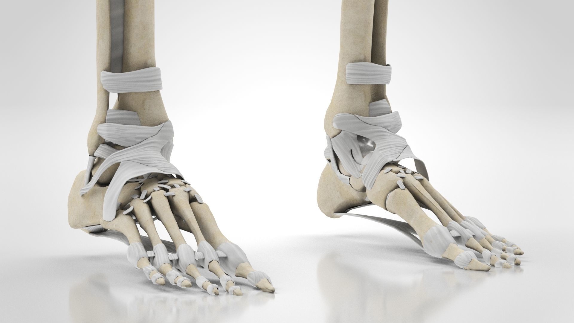 Human Musculoskeletal System 3D model_55