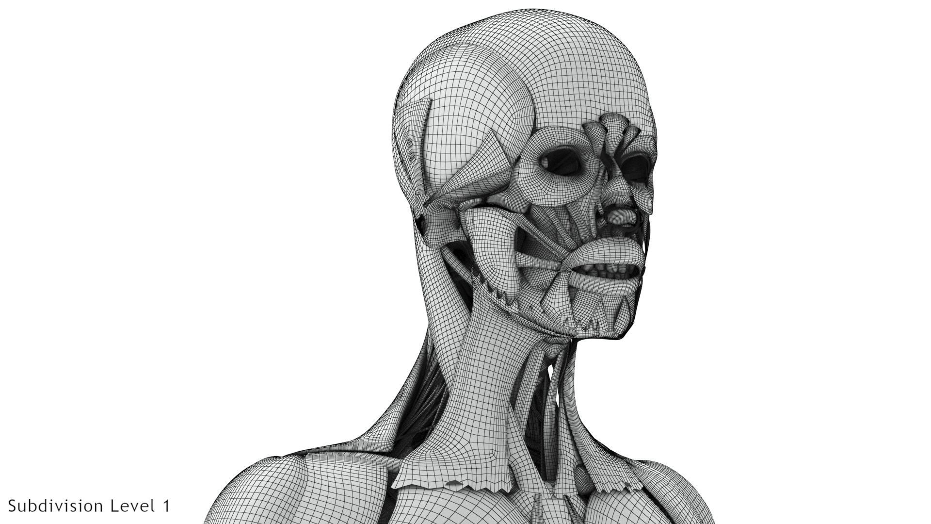 Human Musculoskeletal System 3D model_32