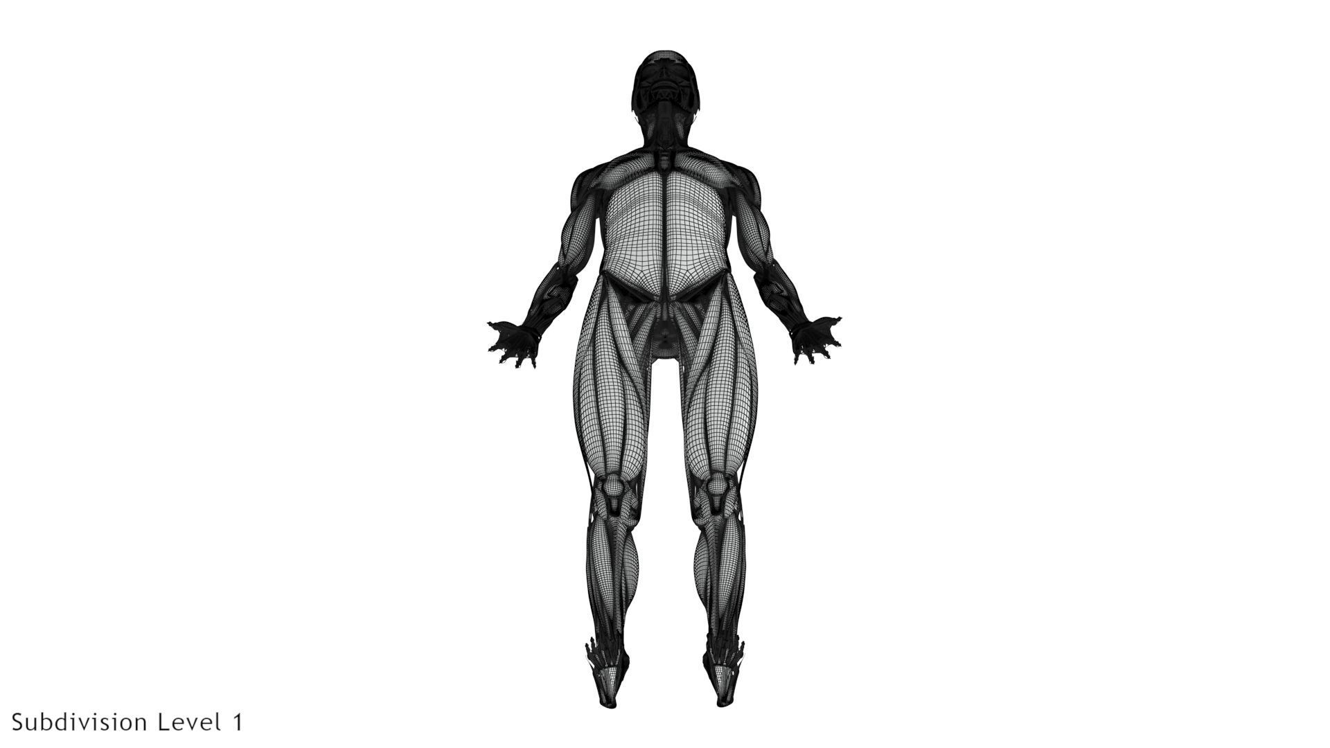 Human Musculoskeletal System 3D model_30
