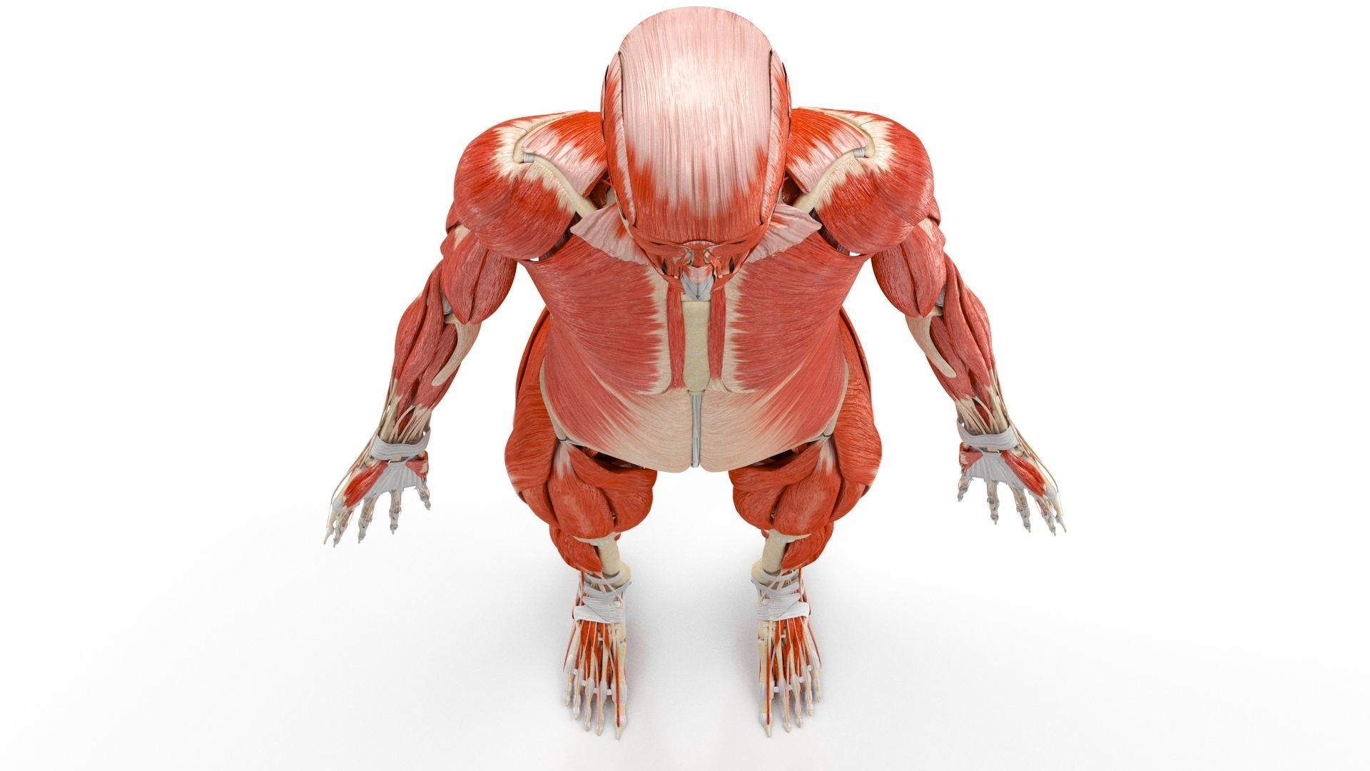 Human Musculoskeletal System 3D model_5