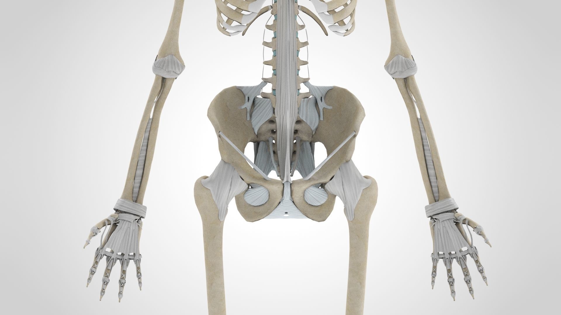 Human Musculoskeletal System 3D model_54