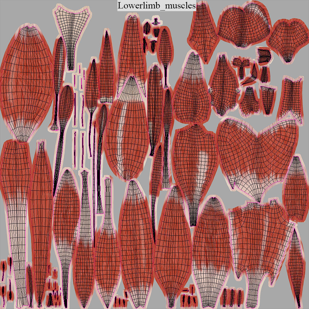 Human Musculoskeletal System 3D model_18