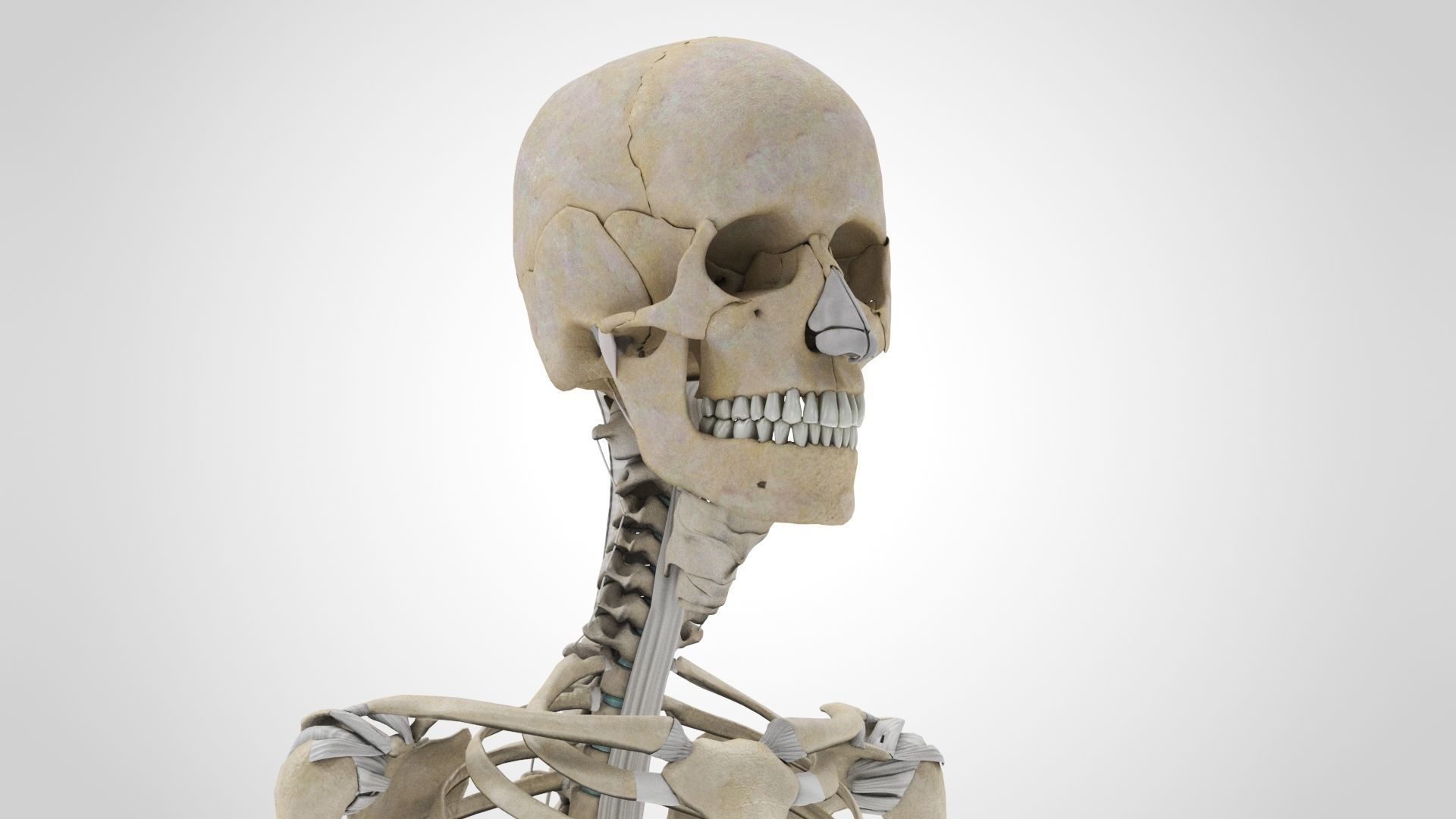 Human Musculoskeletal System 3D model_53