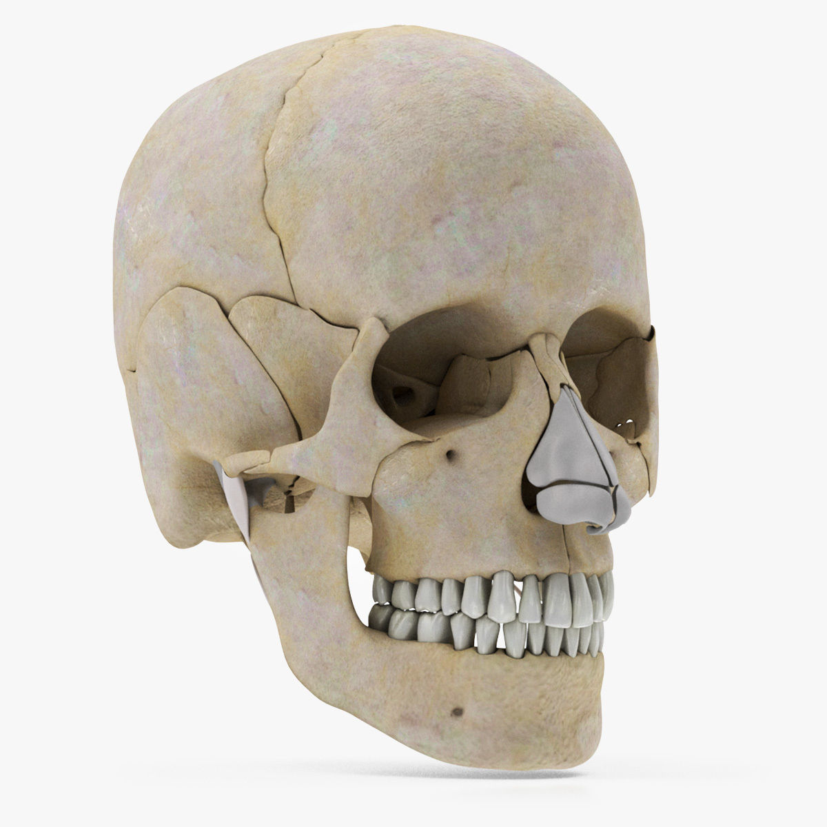 Human Musculoskeletal System 3D model_62