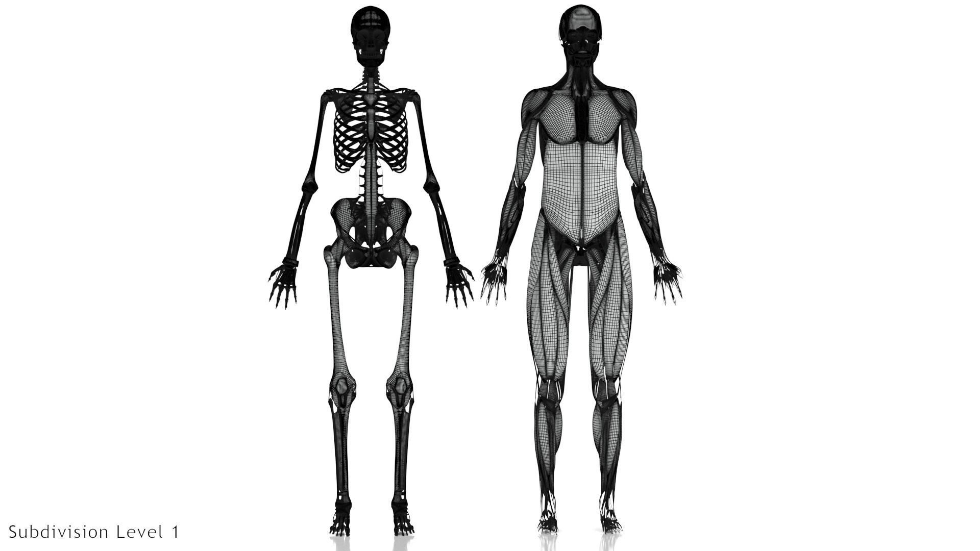 Human Musculoskeletal System 3D model_42