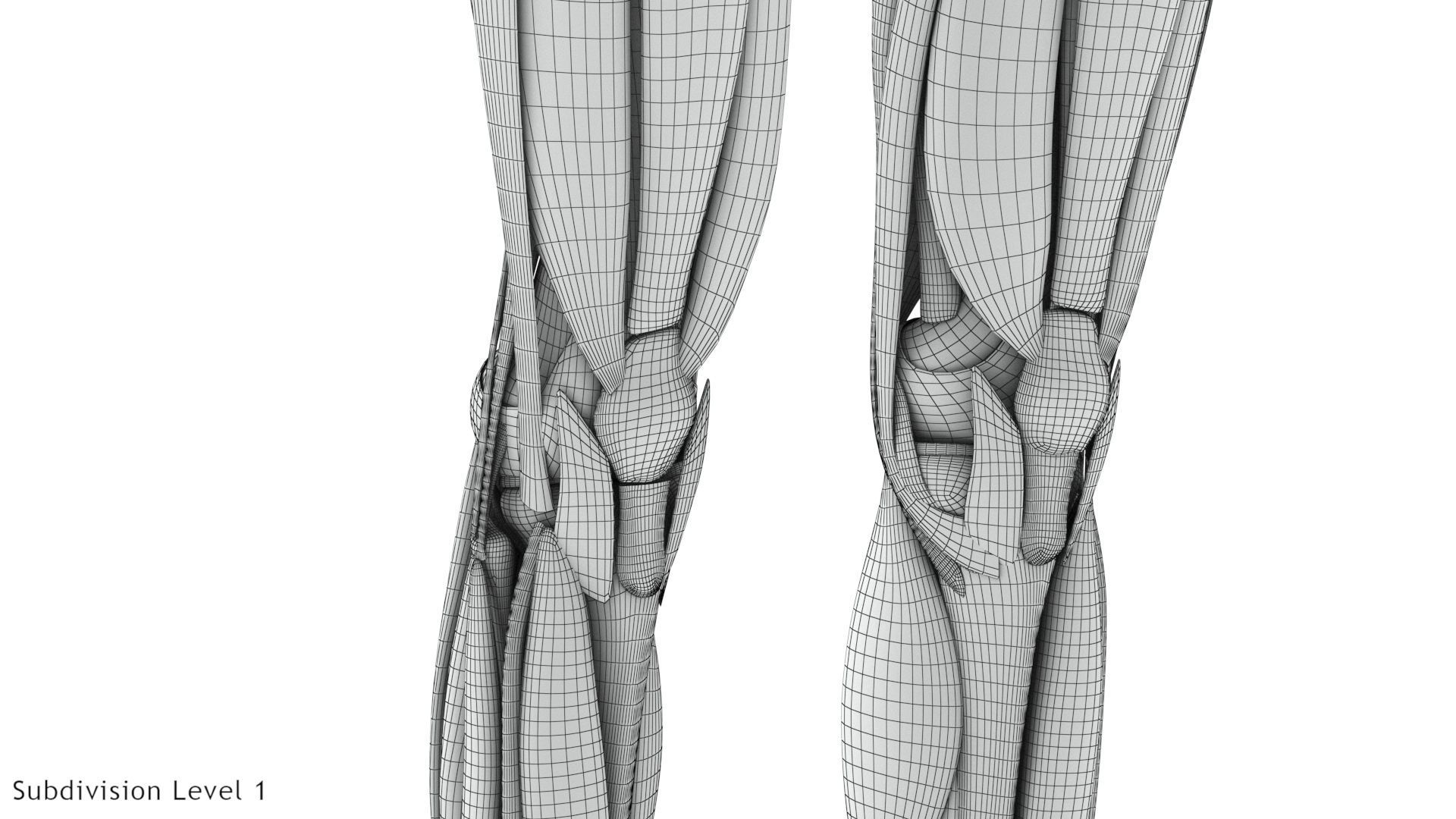 Human Musculoskeletal System 3D model_38