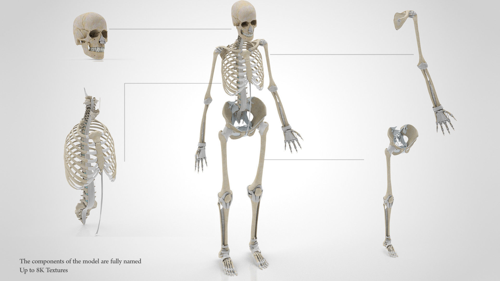 Human Musculoskeletal System 3D model_59
