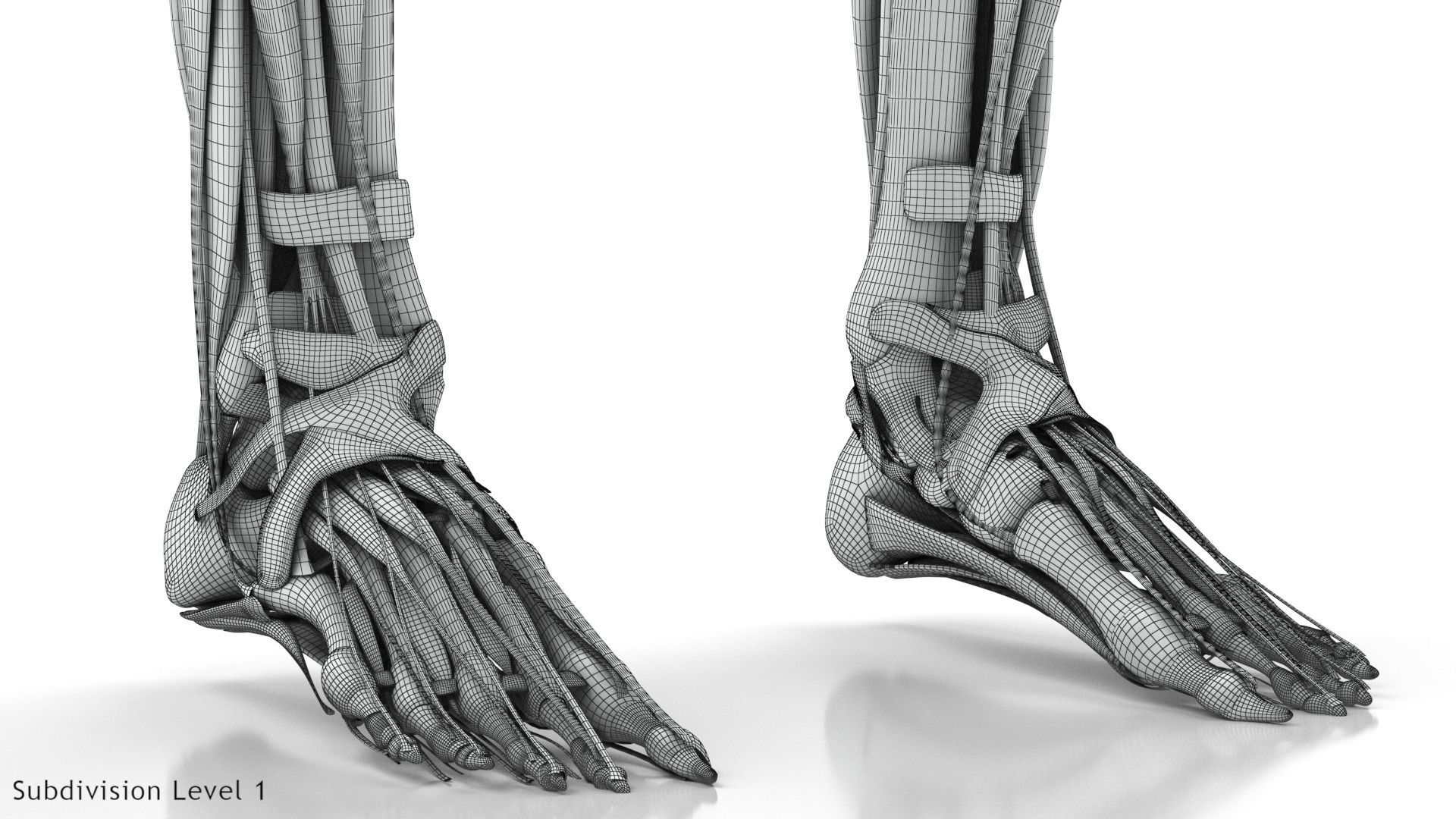 Human Musculoskeletal System 3D model_40