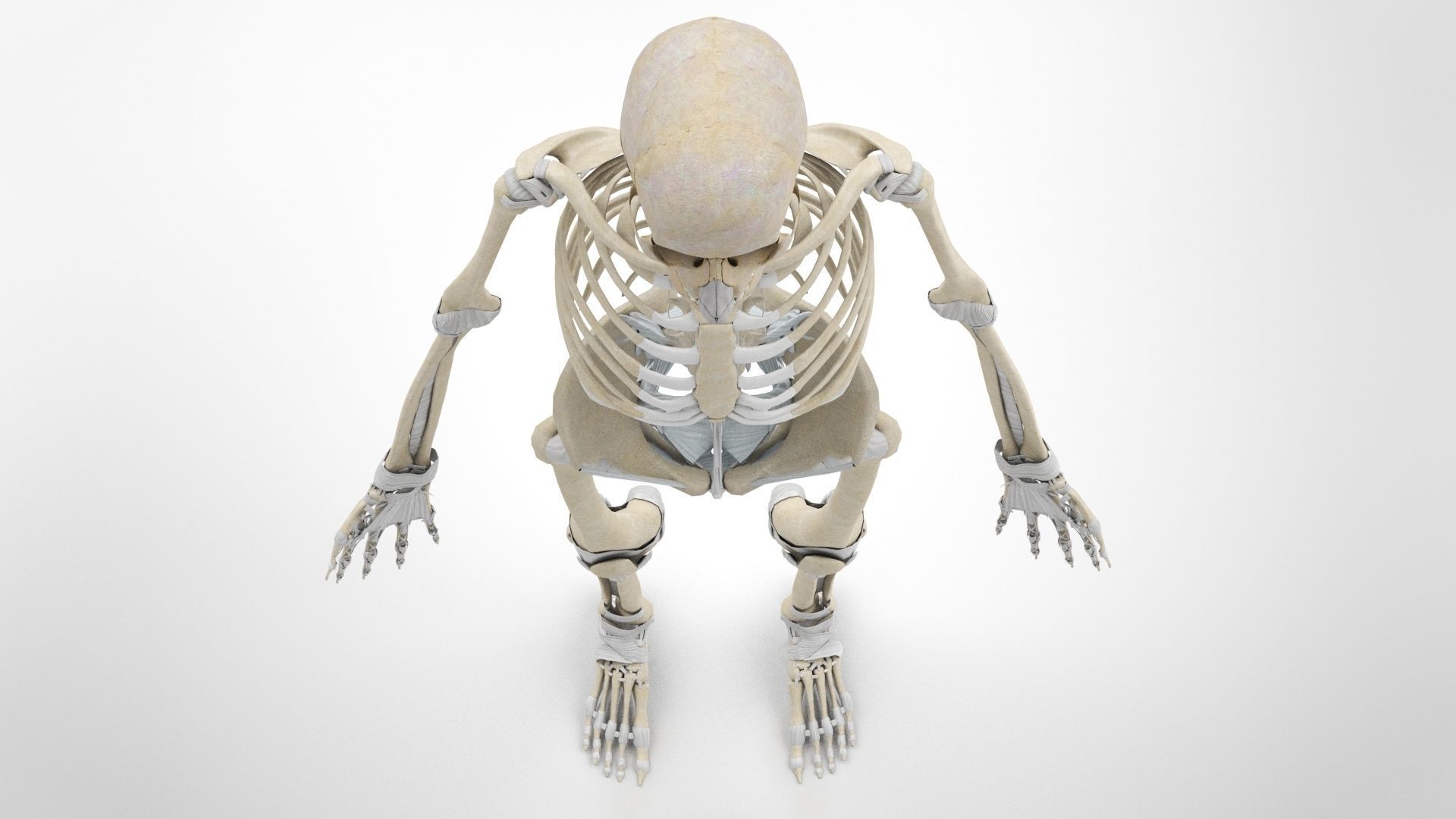 Human Musculoskeletal System 3D model_45