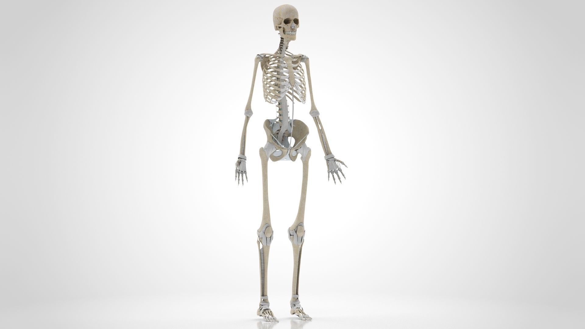 Human Musculoskeletal System 3D model_48