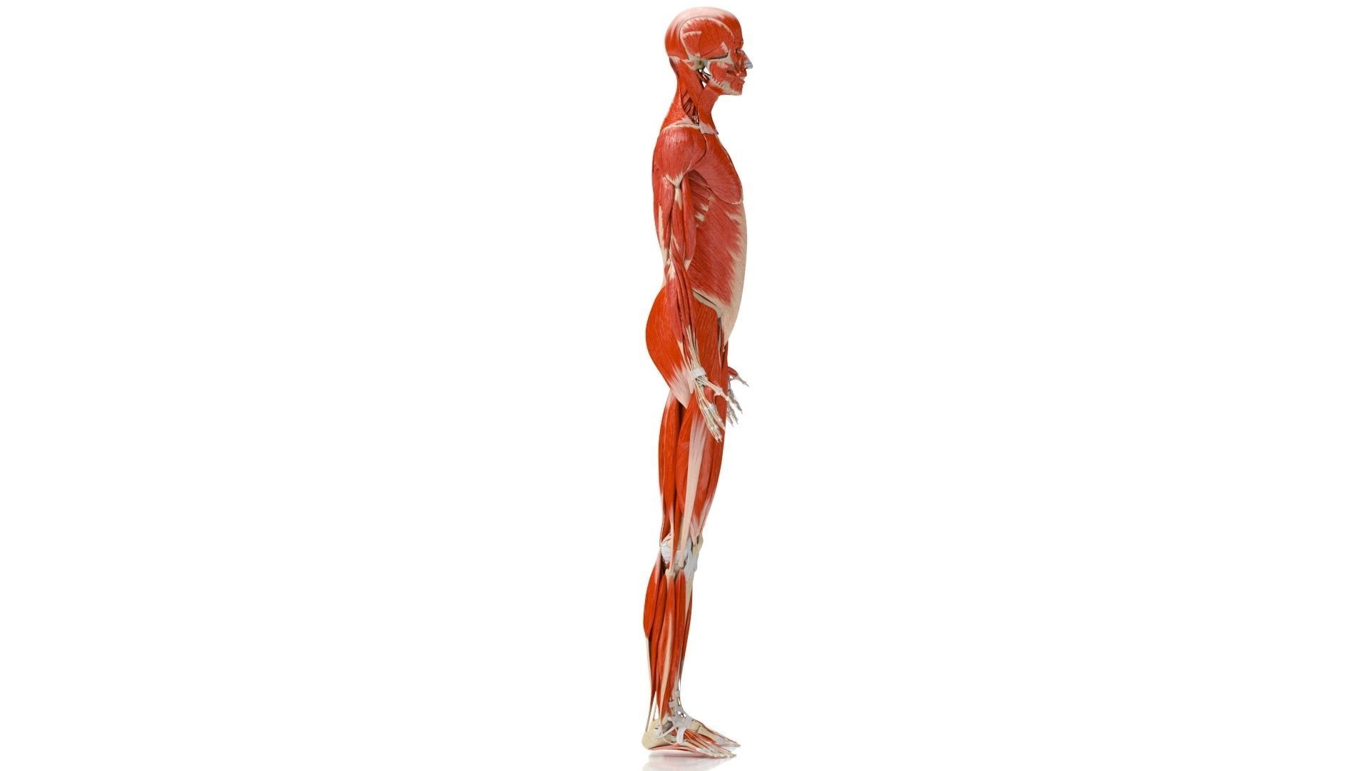 Human Musculoskeletal System 3D model_7