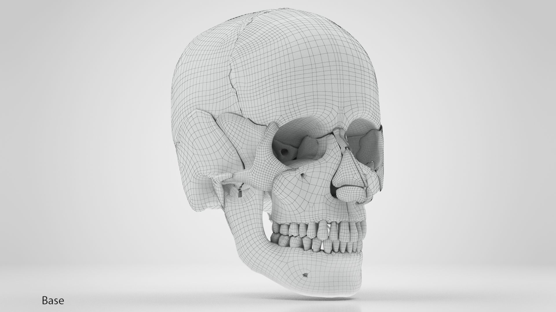 Human Musculoskeletal System 3D model_65