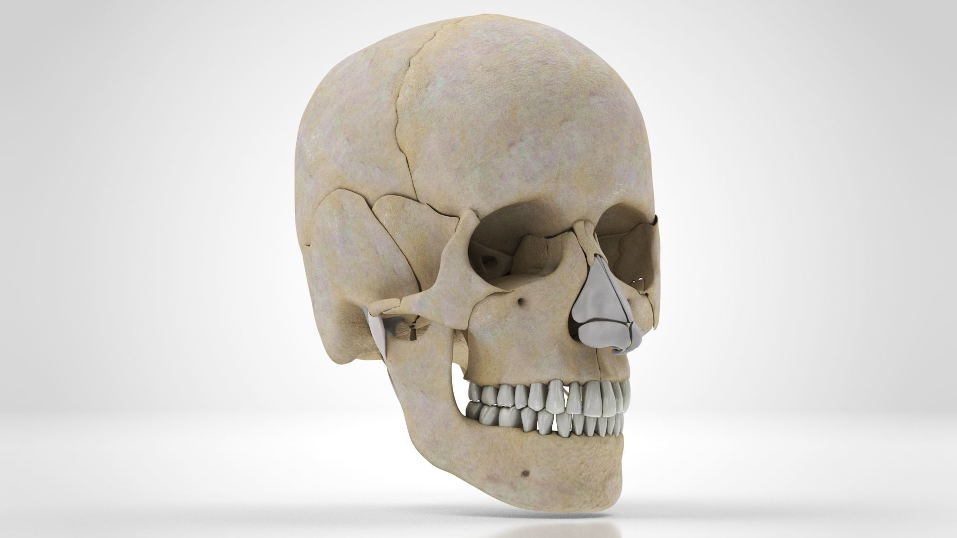 Human Musculoskeletal System 3D model_63